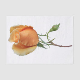 Een enkele roos stek   tissuepapier