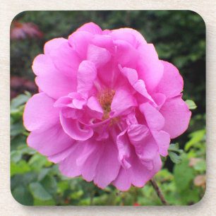 Een Enkele Roze Bloem Bier Onderzetter