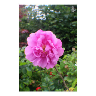 Een enkele roze bloem foto afdruk