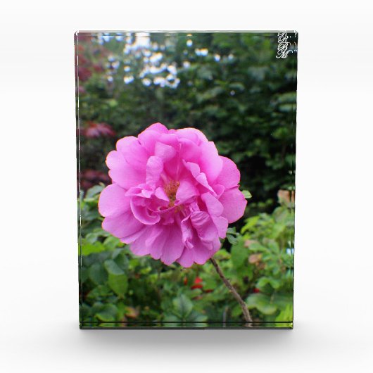 Een Enkele Roze Bloem Fotoblokken (Voorkant)