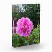 Een Enkele Roze Bloem Fotoblokken (Links)