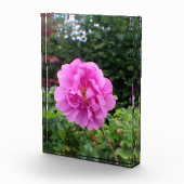 Een Enkele Roze Bloem Fotoblokken (Rechts)