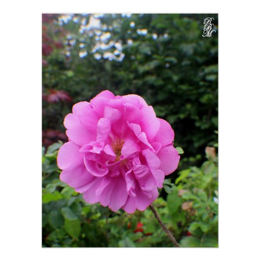 Een Enkele Roze Bloem Perfect Poster (Voorkant)