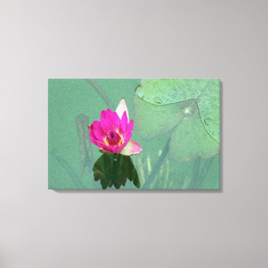Een enkele roze waterlelie in een vijver canvas afdruk (Voorkant)