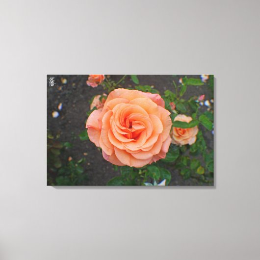 Een Enkele Sinaasappelbloem Canvas Afdruk (Voorkant)
