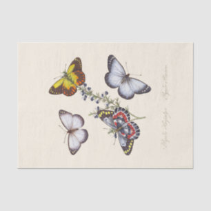 Een episode van de natuurlijke geschiedenis van de tissuepapier