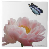 een etheral bezoekt een grote roze pony tegeltje (Voorkant)