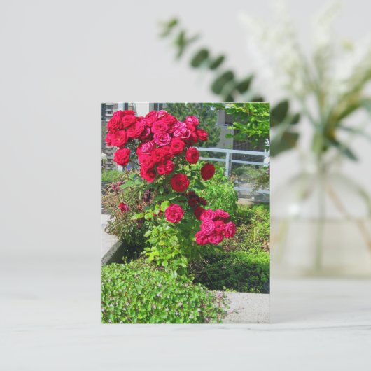 Een explosie van het Briefkaart van Rozen (Staand voorkant)