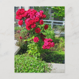 Een explosie van het Briefkaart van Rozen