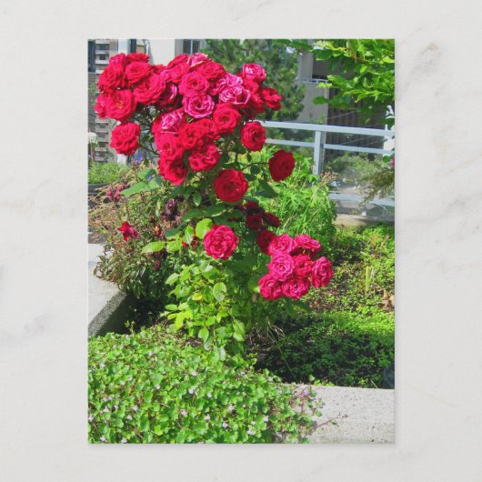 Een explosie van het Briefkaart van Rozen (Voorkant)