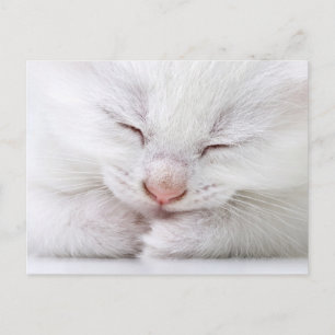 Een extreem dichtbij een heel jong wit briefkaart