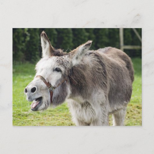 Een ezel briefkaart (Voorkant)