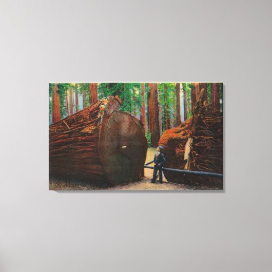 Een Fallen Giant, Humboldt State Park Canvas Afdruk (Voorkant)