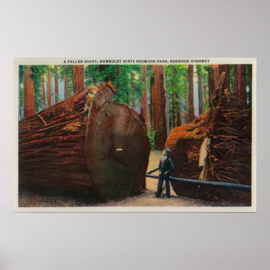 Een Fallen Giant, Humboldt State Park Poster (Voorkant)