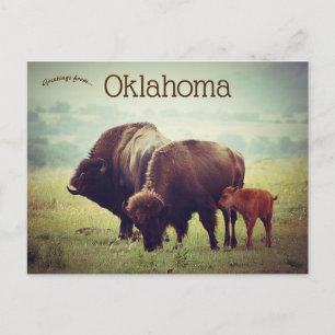 Een familie van Bison in Oklahoma Briefkaart