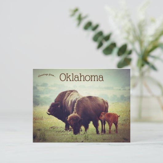Een familie van bizons in Oklahoma Briefkaart (Staand voorkant)