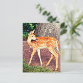 Een fawn briefkaart (Staand voorkant)
