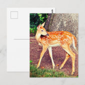 Een fawn briefkaart (Voorkant / Achterkant)