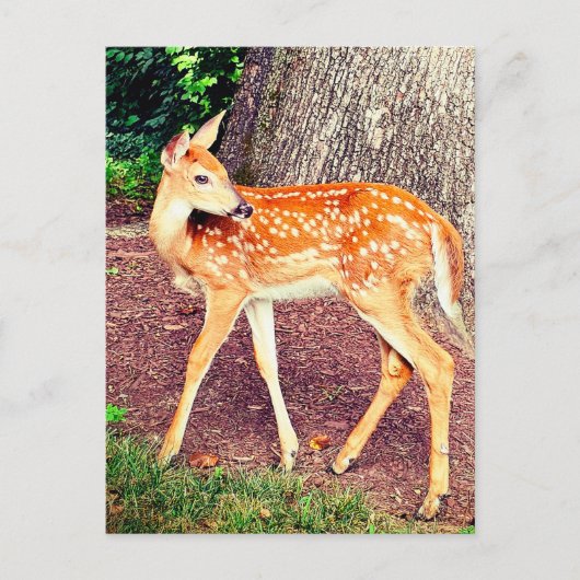 Een fawn briefkaart (Voorkant)