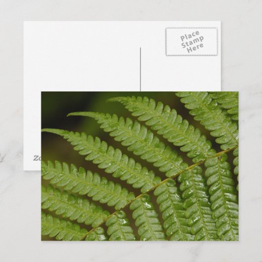 Een fern detail van het Mindo Cloud Forest. Briefkaart (Voorkant / Achterkant)