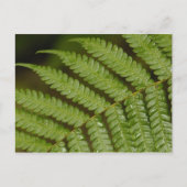 Een fern detail van het Mindo Cloud Forest. Briefkaart (Voorkant)