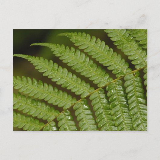 Een fern detail van het Mindo Cloud Forest. Briefkaart (Voorkant)