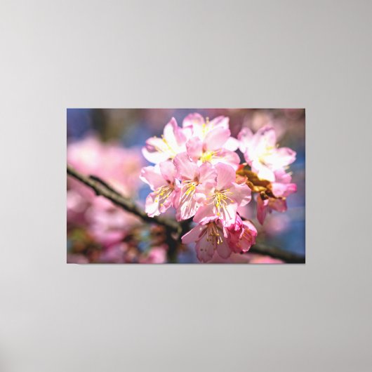Een festival van roze Sakura bloesem in de lente Canvas Afdruk (Voorkant)