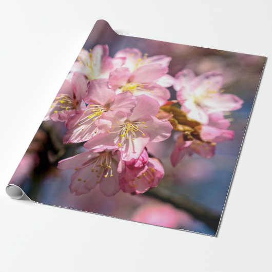 Een festival van Roze Sakura Flowers Cadeaupapier (Uitgerold)