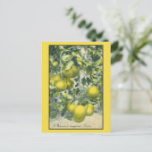 Een filiaal van Grapefruit in Florida Briefkaart (Staand voorkant)