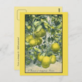 Een filiaal van Grapefruit in Florida Briefkaart (Voorkant / Achterkant)