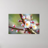 Een Florale samenstelling van Japanse abrikozenblo Canvas Afdruk (Voorkant)