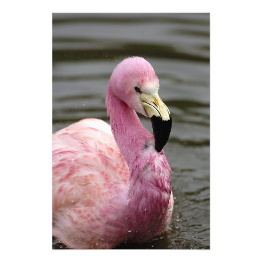 Een foto in gevangenschap van een Andes Flamingo Foto Afdruk (Voorkant)