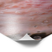 Een foto in gevangenschap van een Andes Flamingo Foto Afdruk (Hoek)