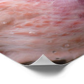 Een foto in gevangenschap van een Andes Flamingo Poster (Hoek)