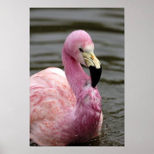Een foto in gevangenschap van een Andes Flamingo Poster (Voorkant)