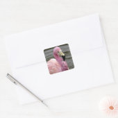 Een foto in gevangenschap van een Andes Flamingo Vierkante Sticker (Envelop)