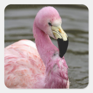 Een foto in gevangenschap van een Andes Flamingo Vierkante Sticker