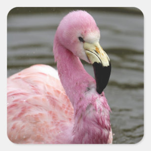 Een foto in gevangenschap van een Andesflamingo Vierkante Sticker