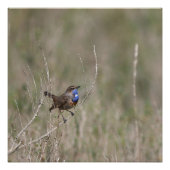 Een foto van de gorgeblinder perfect poster (Voorkant)