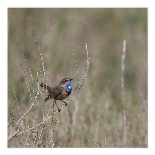 Een foto van de gorgeblinder perfect poster (Voorkant)