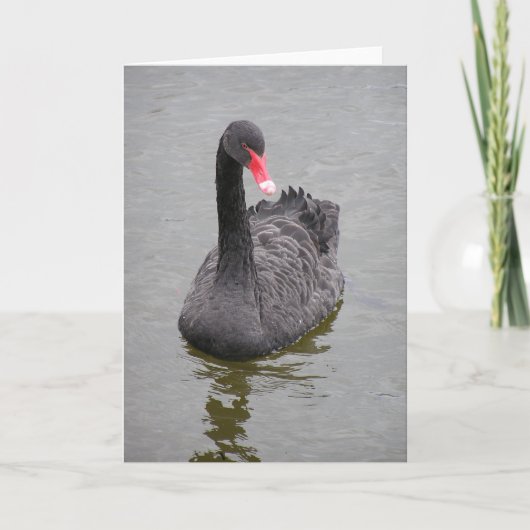 Een foto van een Black Swan op een briefkaart (Voorkant)