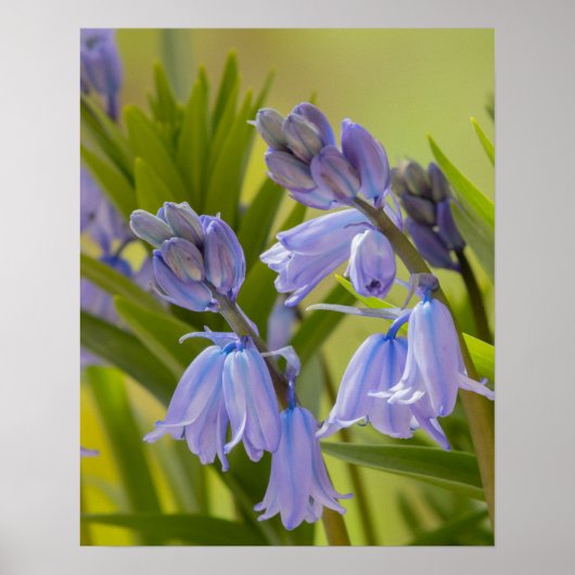 Een foto van het Engelse Poster Bluebells/Print (Voorkant)
