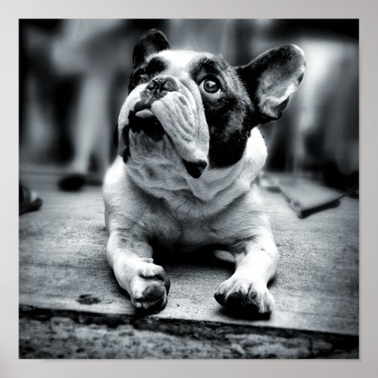 Een Franse bulldog wacht Poster (Voorkant)