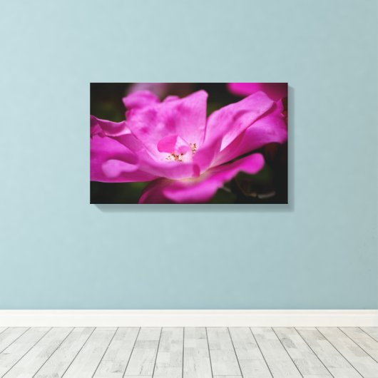 Een fuchsia roos canvas afdruk (Insitu (Houten vloer))