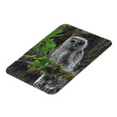 Een Fuzzy Baby Barred Owlet Magneet (Linkerzijde)