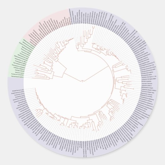 Een fylogenetische boom van het leven ronde sticker (Voorkant)