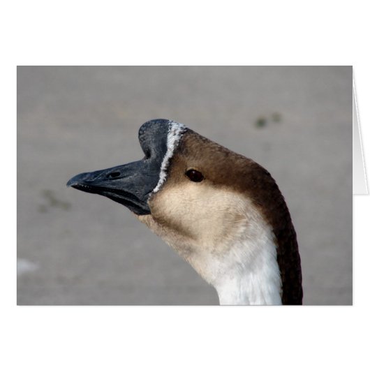 Een gans in het park (Voorkant Horizontaal)