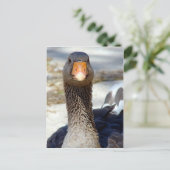 Een ganzen in het Park Briefkaart (Staand voorkant)