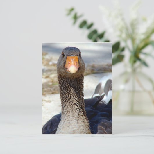 Een ganzen in het Park Briefkaart (Staand voorkant)