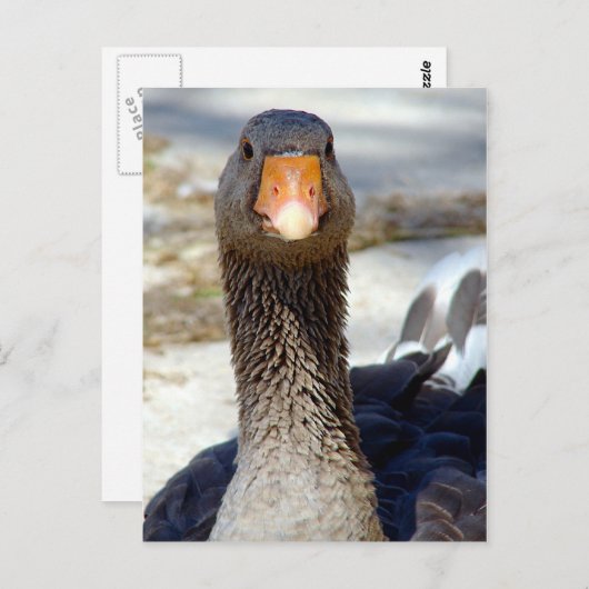 Een ganzen in het Park Briefkaart (Voorkant / Achterkant)